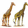 Giraffe Studies