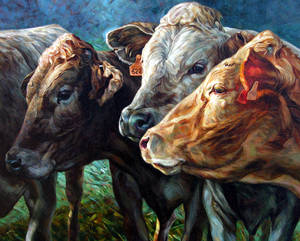 cattle 3