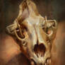 Animal skull