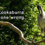 Kookaburra Gone Wrong.