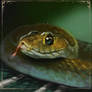 Slytherin snake