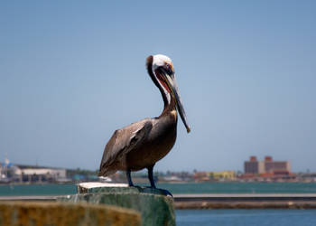 Pelican on CC T-Heads