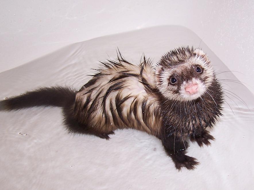 Wet Ferret