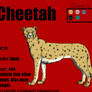 Cheetah My Gardian Angel