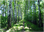 Birch path and a falling tree by DanaAnderson