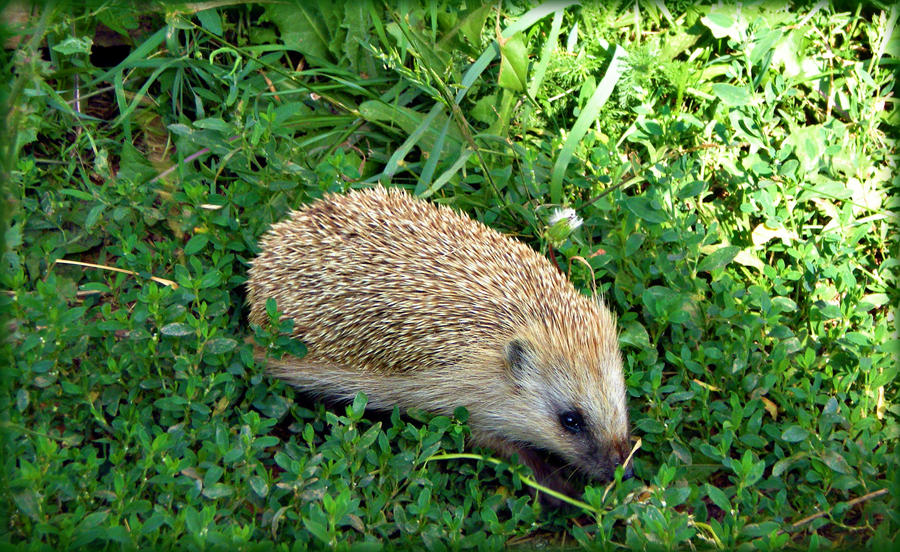 A hedgehog