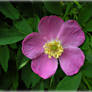 Wild Rose for Russ