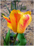 Fire Tulip for Angie by DanaAnderson