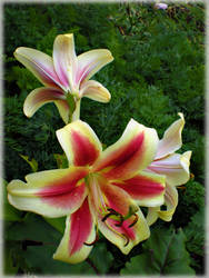 Lilies for Jocelyne