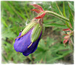 Wild Beauty by DanaAnderson