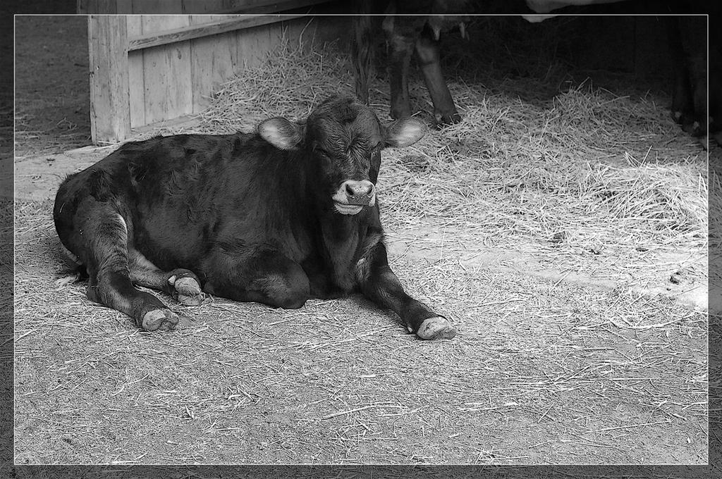 Grumpy cow by Coop81 on DeviantArt