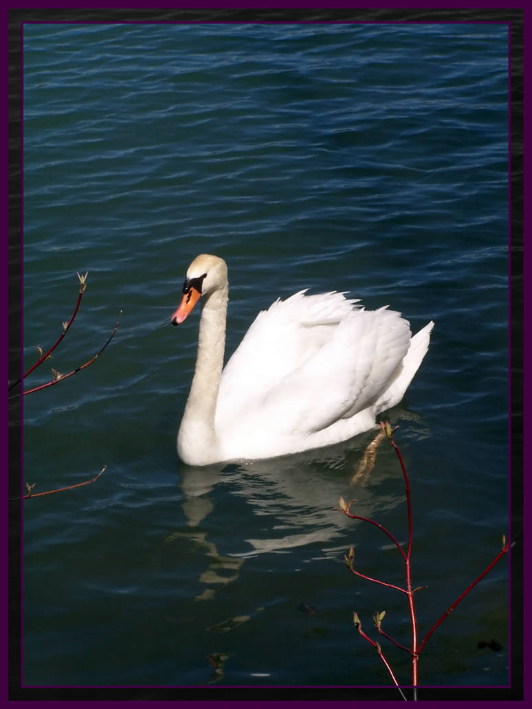 Swan Python Swan2 by Coop81 on DeviantArt
