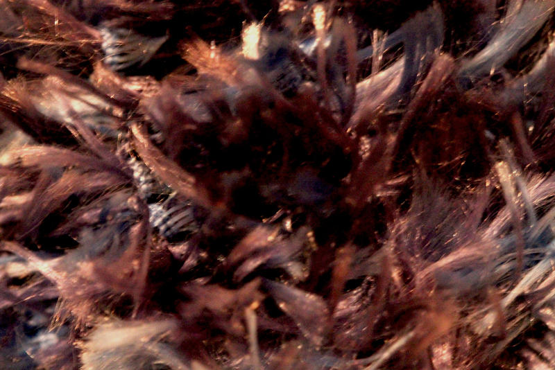 Fuzz Rays Mysterious Fuzz by MetallicFeathers on DeviantArt