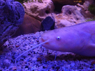 The wels catfish ( Silurus glanis ) albino head