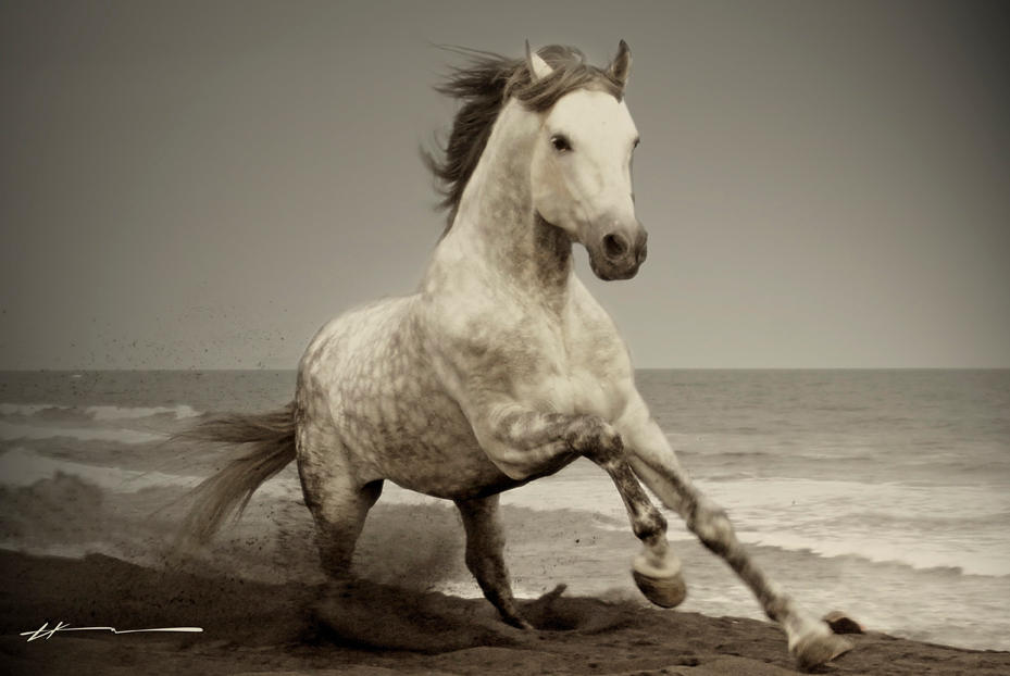 Хорс видео. Лошадь серая в пустыне. Картинки про лошадь 2014. Белая лошадь обои. Дикая лошадь Флика.