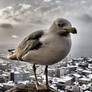 Seagull under snow storm