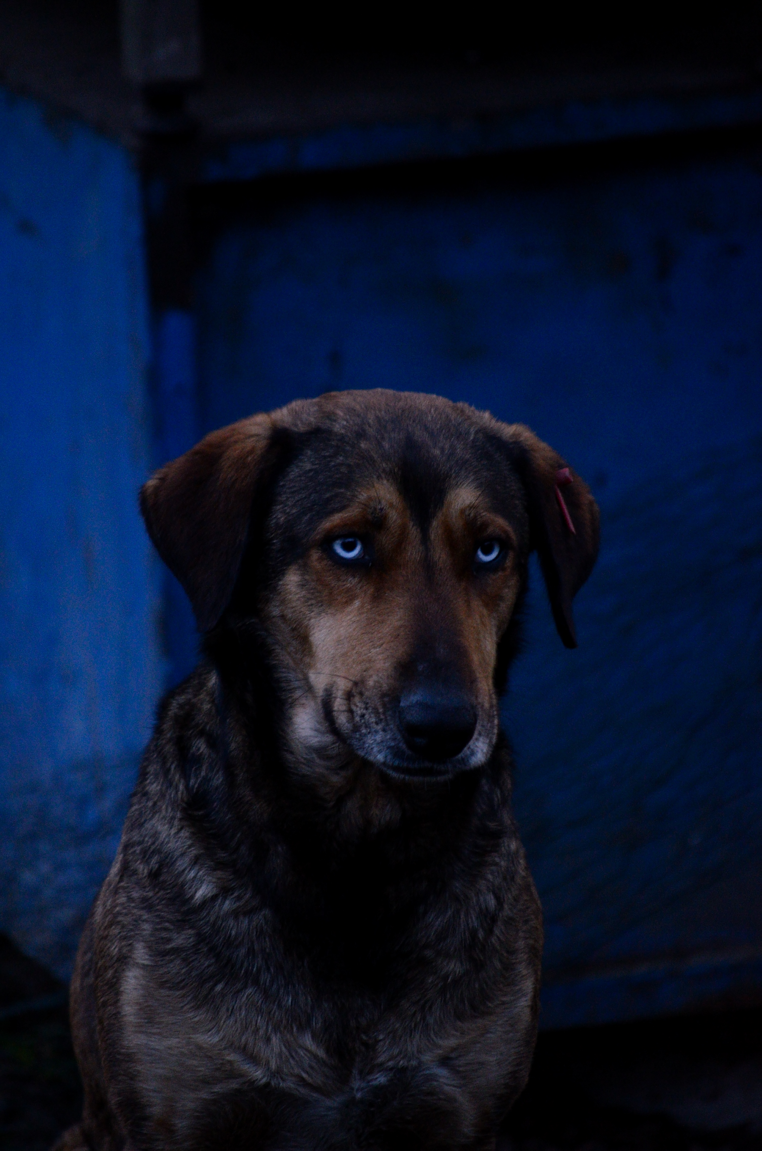 Blue eyed Dog