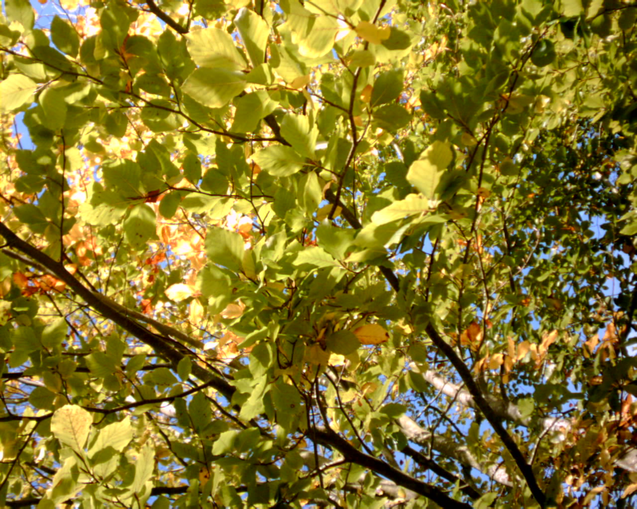 Beech autumn leaves