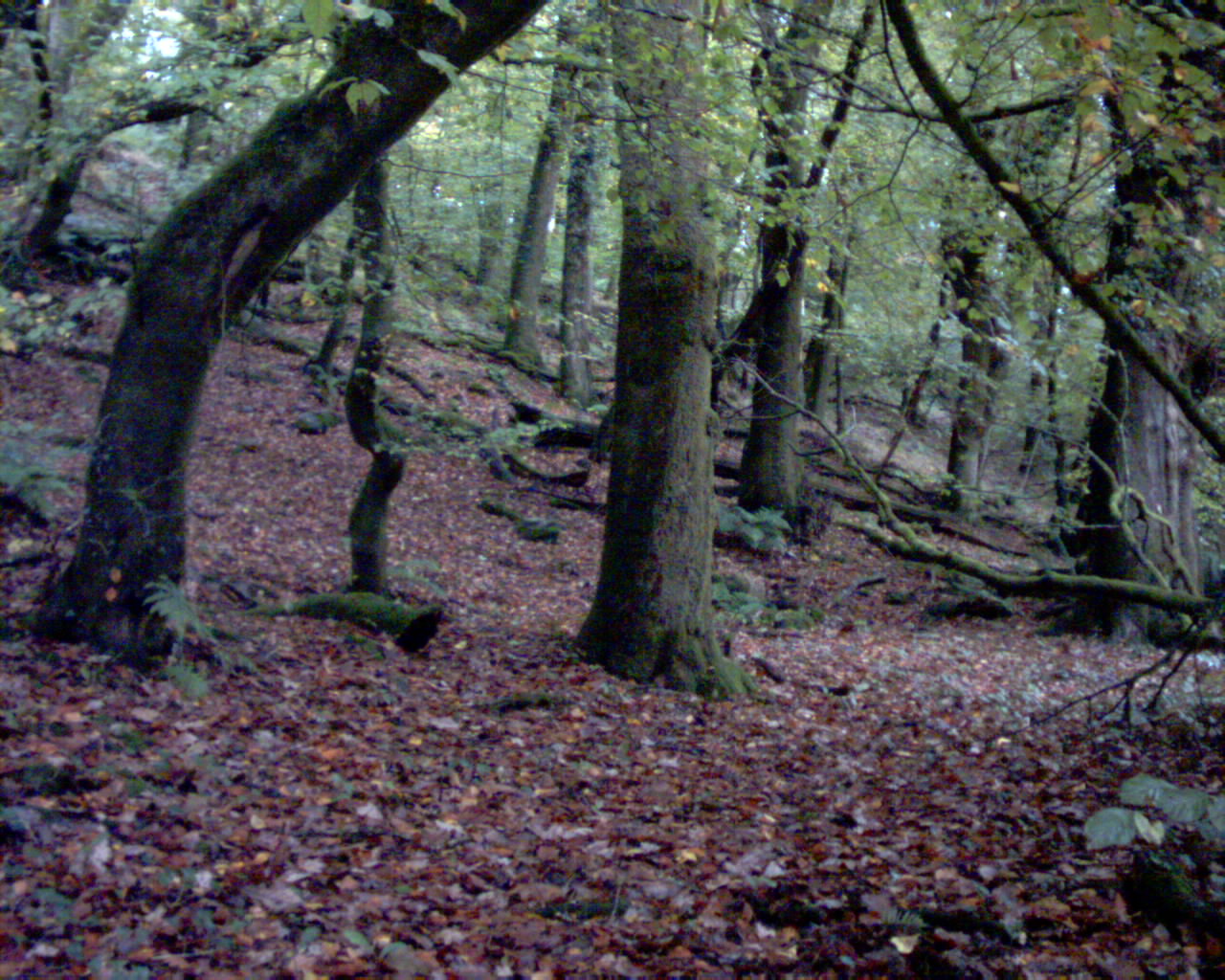 Wild autumn woods