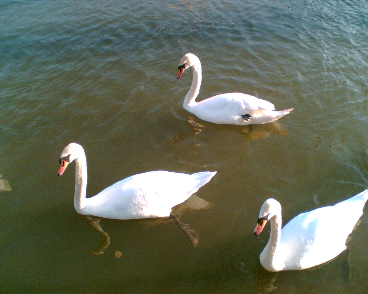 Swans