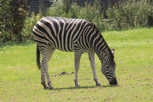 Chapmans Zebra