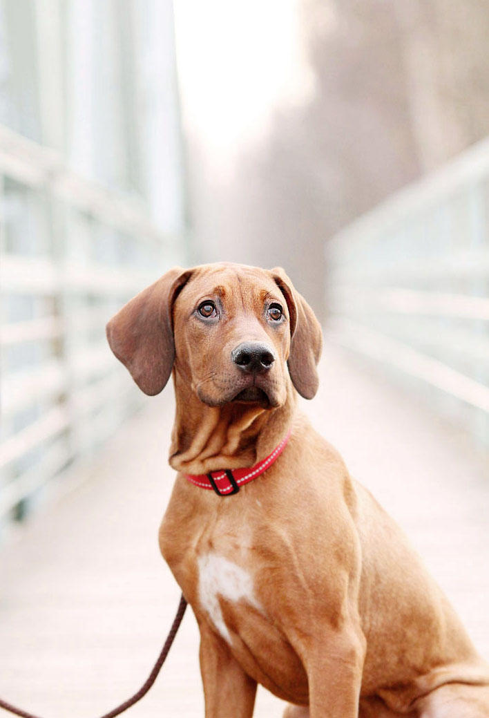 Rhodesian dog pup 5months by IkarosPhotography