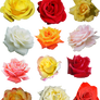 Transparent Roses