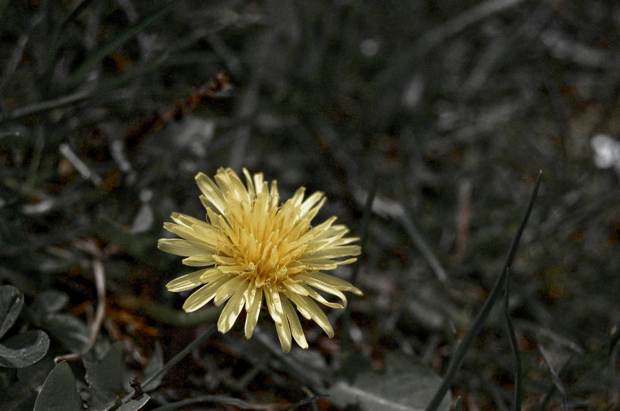 Flowering Fight