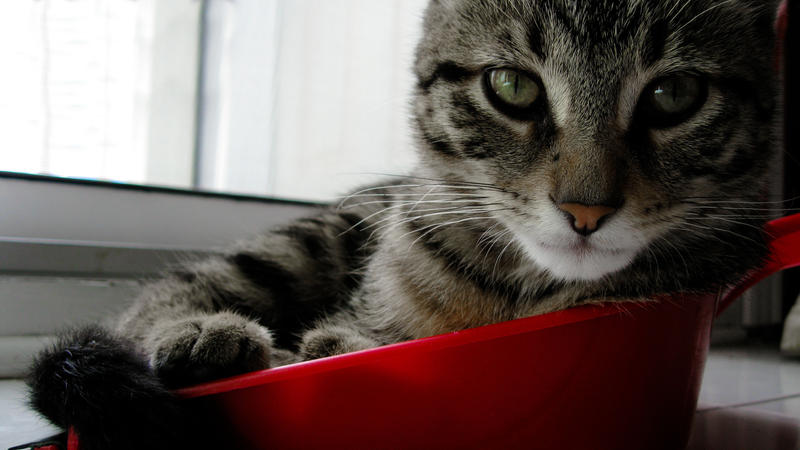 Kitten in a dustpan