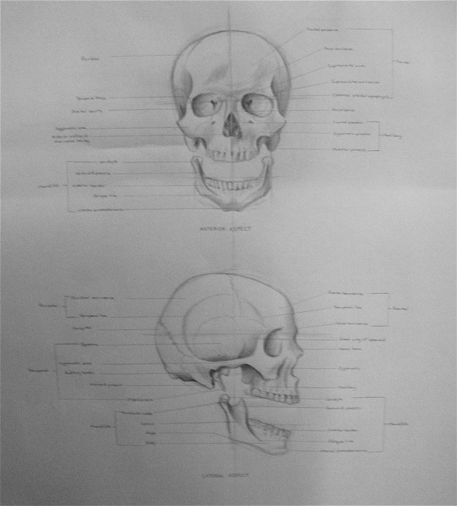 anatomy sketch- skull