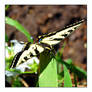 Western Tiger Swallowtail