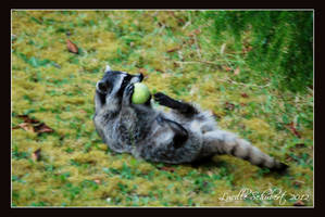 Playful Raccoon