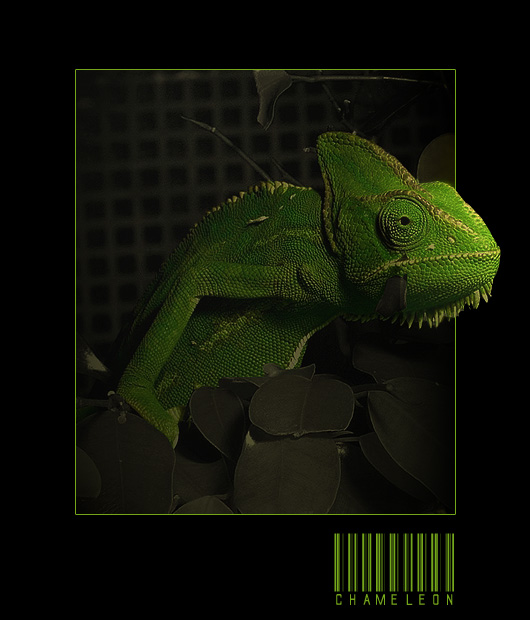 chameleon