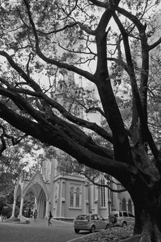 A beautiful church or a big tree?