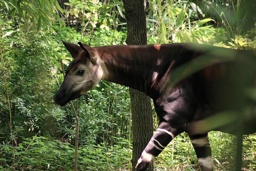 Okapi by TomiChat on DeviantArt