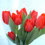 Red Tulips 1