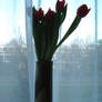 Red Tulips 2