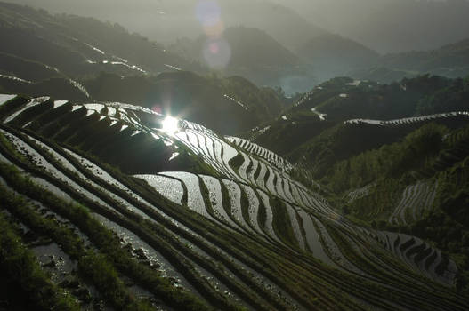 Sunrise on the rice field