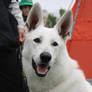 White Swiss Shepherd Dog 2