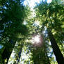 Redwood Canopy