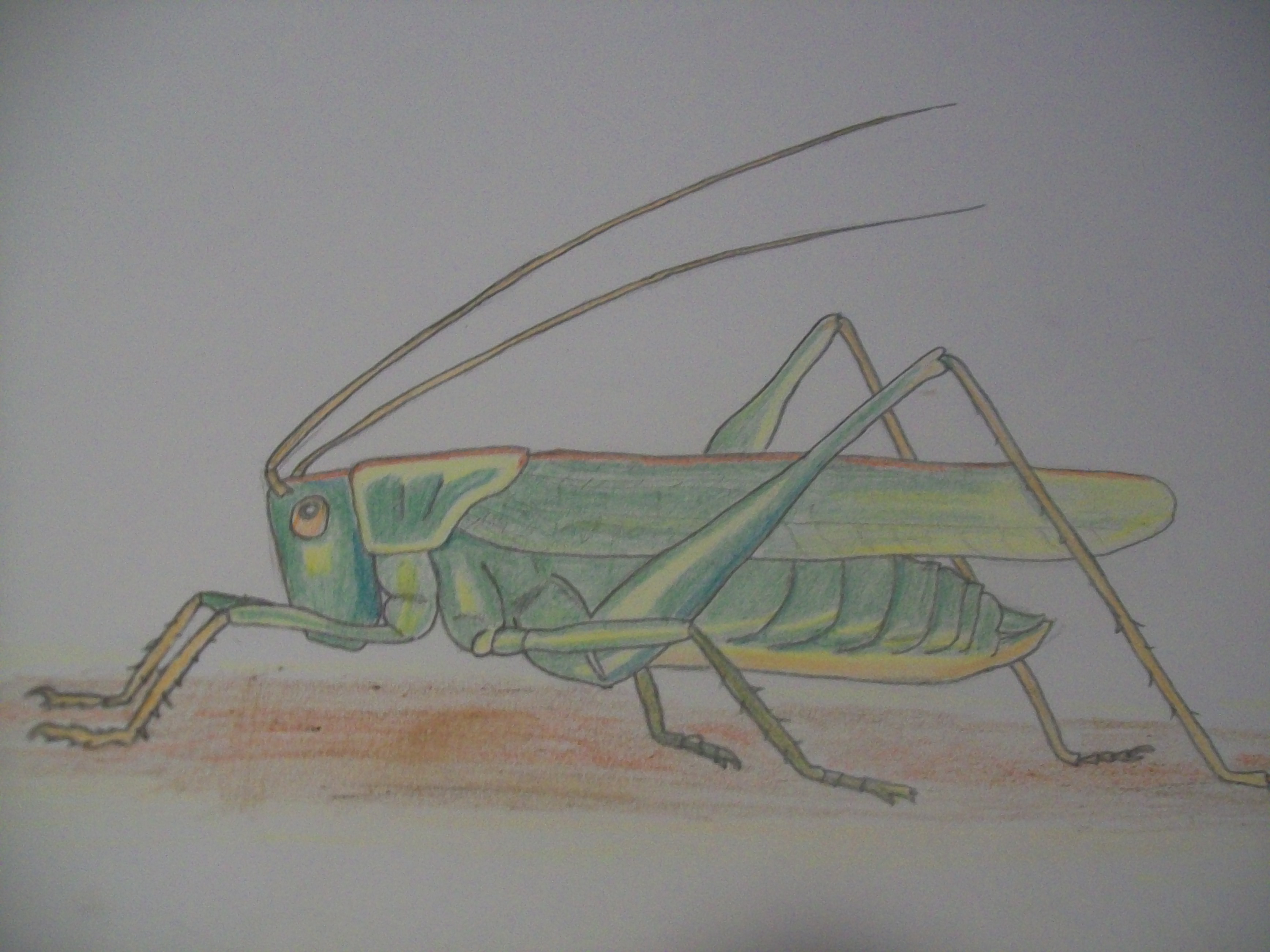 images Grashopper Drawing grasshopper drawing colour by