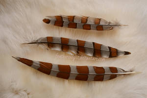 Elliot's Pheasant Tail Feathers