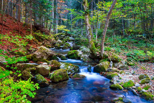 Autumn Stream