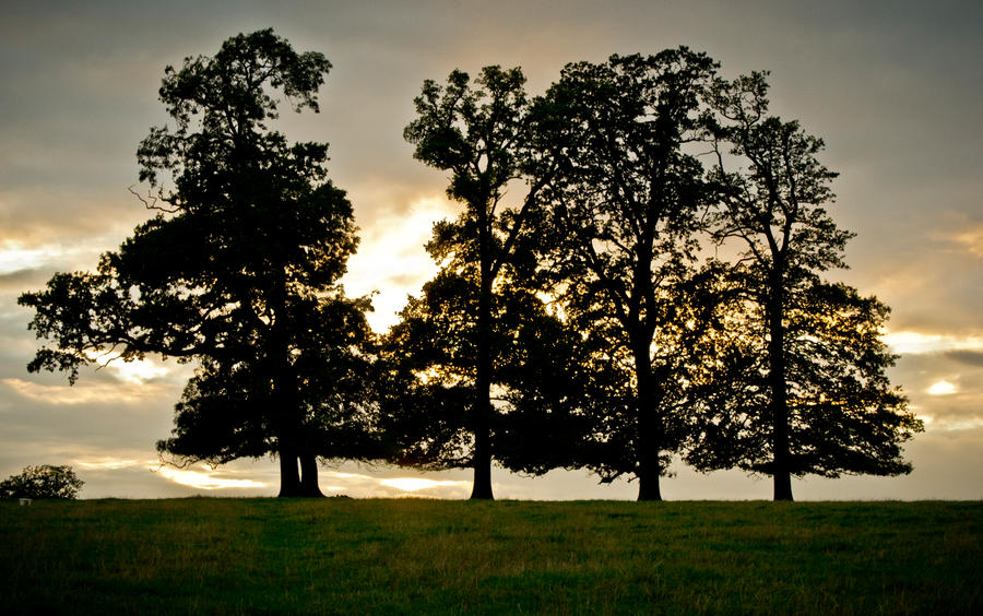 Tree Render Deviantart Tree Landscape by SWedits on DeviantArt