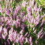 Calluna Vulgaris :)