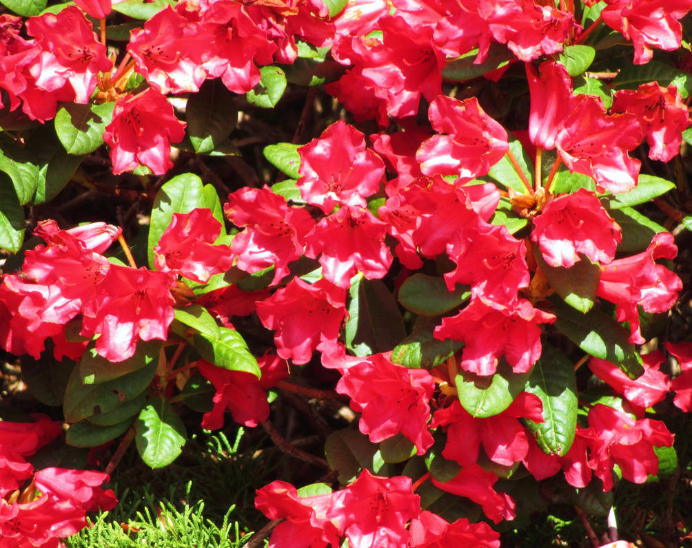 Bright Red Rhododendron by ToveAnita on DeviantArt