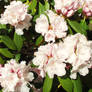 Pale Pink Rhododendron 2