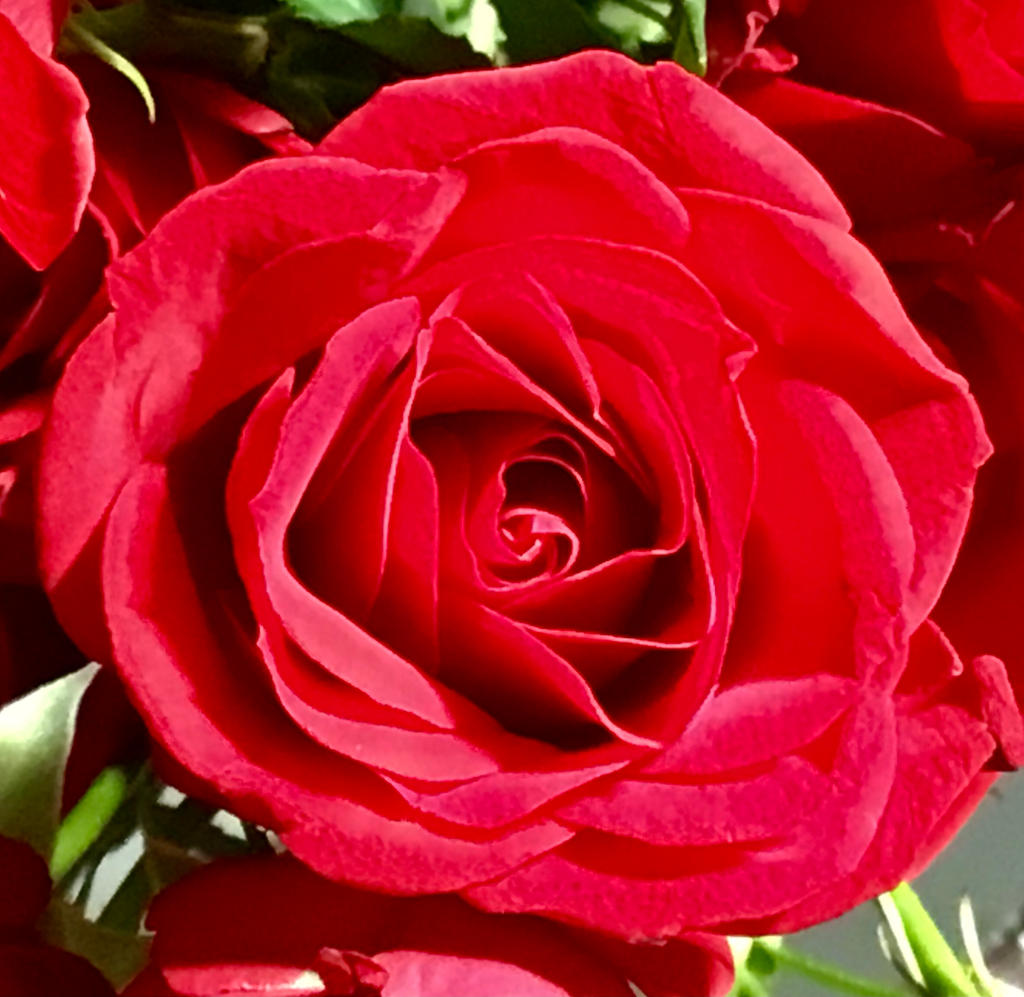 Ruby Red Rose by ToveAnita on DeviantArt