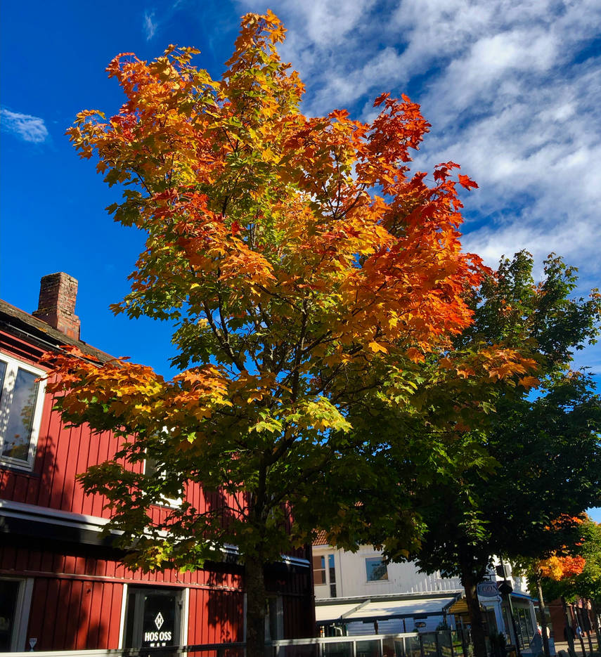 Autumn Beauty in Stjoerdal - 3