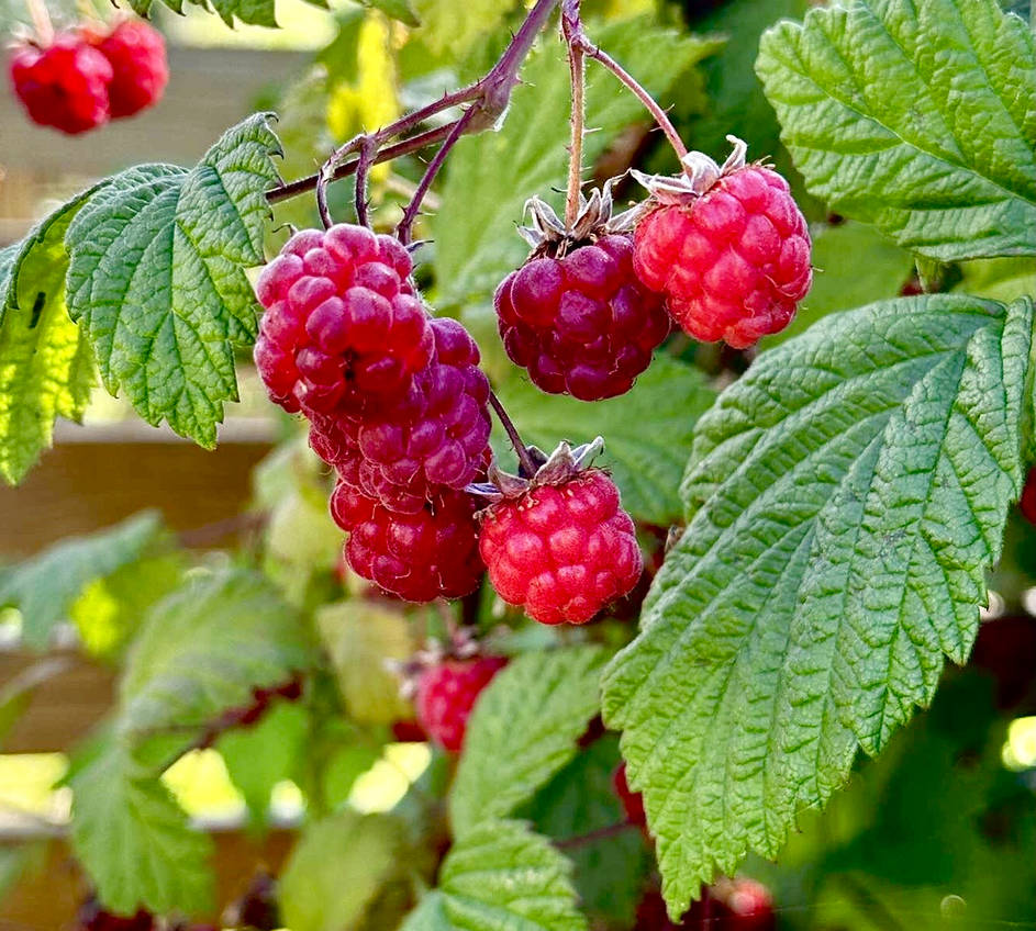 Delightful Red Raspberry Red Deliciousness by ToveAnita on DeviantArt